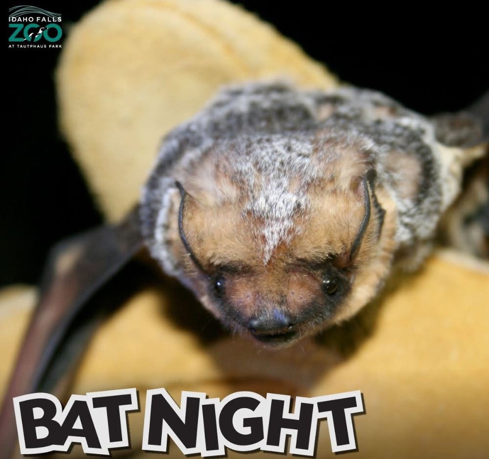 Bat Night at the Zoo